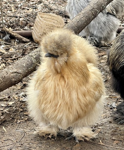 Silkie fertile hatching - 10+,