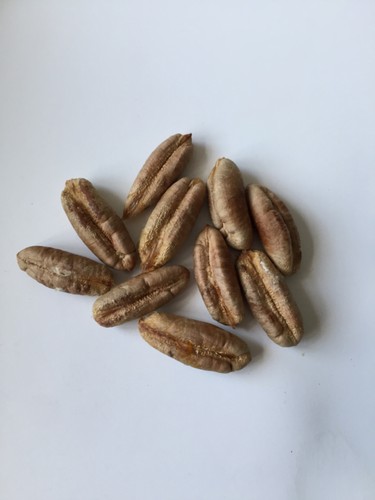 Date seeds - date, palm