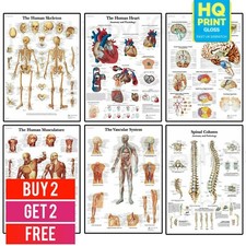 HUMAN ANATOMY EDUCATIONAL