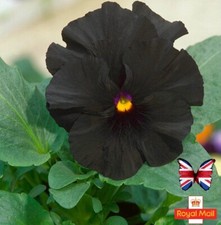 PANSY 25 SEEDS PURE BLACK DEVIL GIANT HYBRID GARDEN VIOLA