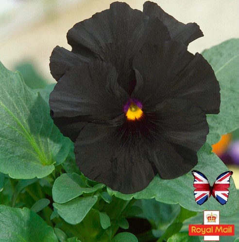 Pansy seeds pure - pansy,