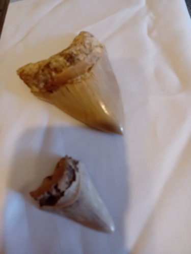 Megalodon tooth - megalodon, x2