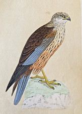 Marsh Harrier Antique Hand