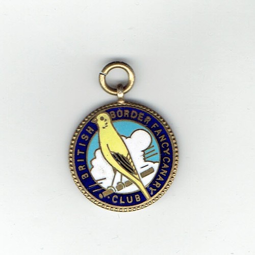 British border fancy canary - british,