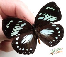 Euxanthe Wakefieldi The forest