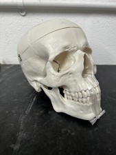 Life size human skull - human,