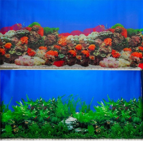 Aquarium fish tank background - fish,