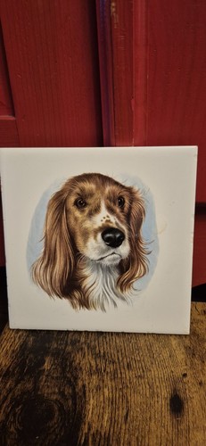 English springer spaniel - springer,