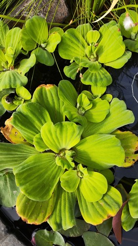Live water lettuce - live,