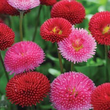 100 Mixed Pompom Daisy seeds Bellis Perennis Perennial Double Button Flower UK