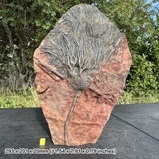 Crinoid multiple heads fossil (mahoumacrinus sp) | devonian era | erfoud,