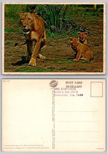 Lioness & Cubs African Game