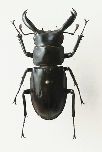 Black stag jaw - black, male