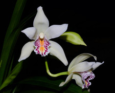 Cymbidium parishii species orchid plant