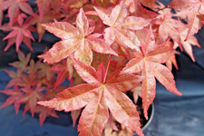 Japanese Maple. Acer Palmatum