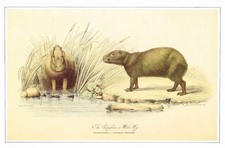 Capybara Waterhog Vintage Animal Print W.H. Lizars Old Picture 1991 CNHPM#29