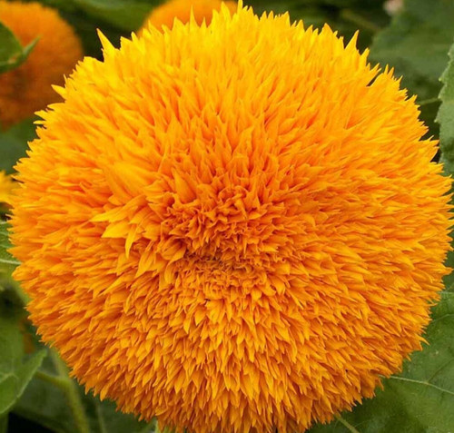 Dwarf sungold sunflower - dwarf,