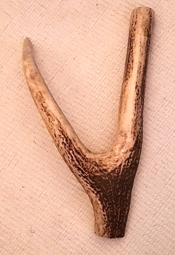 Huge exmoor red - red, antler