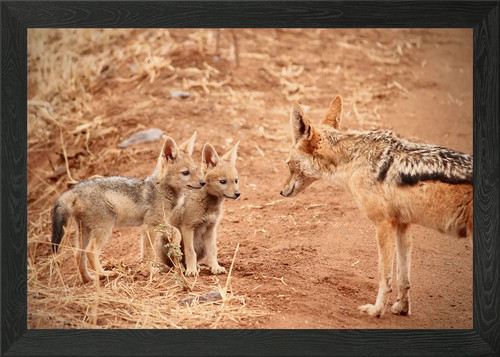 Coyote framed wall art poster - coyote,