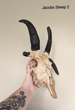 Jacobs Sheep Skull, Skulls, Bones, Animal Skull, Home Decor, Oddities, Curio