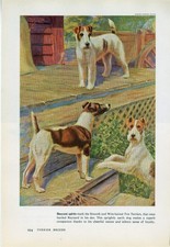 SMOOTH & WIRE FOX TERRIER DOGS OLD 1958 DOG ART PRINT by EDWARD HERBERT MINER
