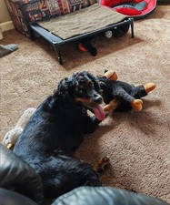 happy Mad About s Big Buddie -