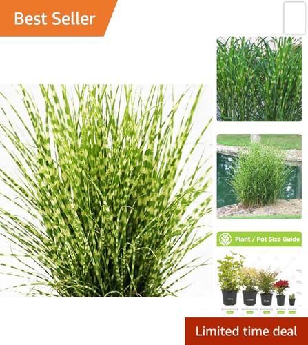 Miscanthus sinensis strictus - miscanthus,