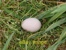 Photo 6x4 Red-legged Partridge egg Hepburn I found this (cold) egg lying  c2007