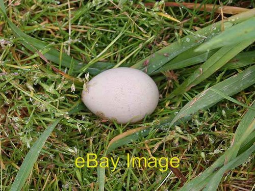 Photo 6x4 red - photo, red-legged