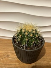 Echinocactus Grusonii Golden