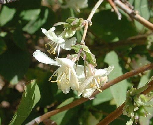 Shrubby honeysuckle - shrubby,