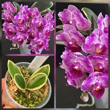 Mini Rare Phalaenopsis Sogo