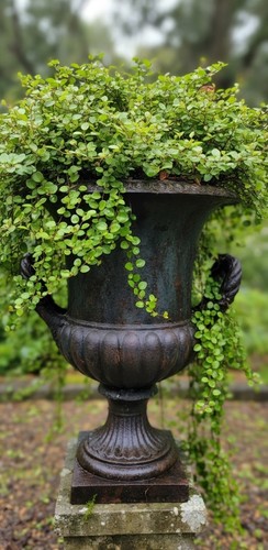 Muehlenbeckia complexa