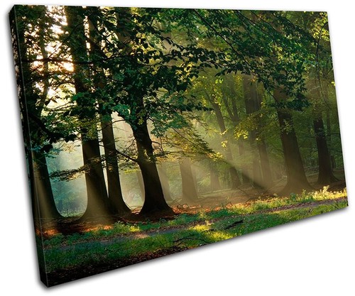Forest landscapes single - forest,
