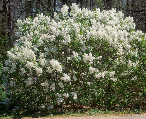Betsy ross lilac - ross,