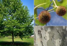 London Plane Tree (Platanus Acerifolia) | 75+ seeds | Bark | Same Day Dispatch