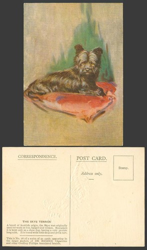The skye terrier dog - skye,