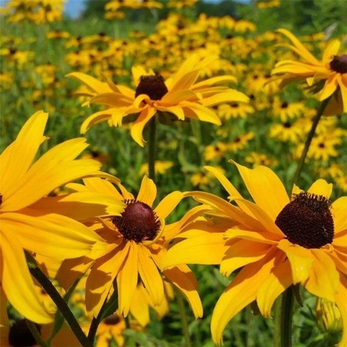 Rudbeckia black eyed susan - rudbeckia,