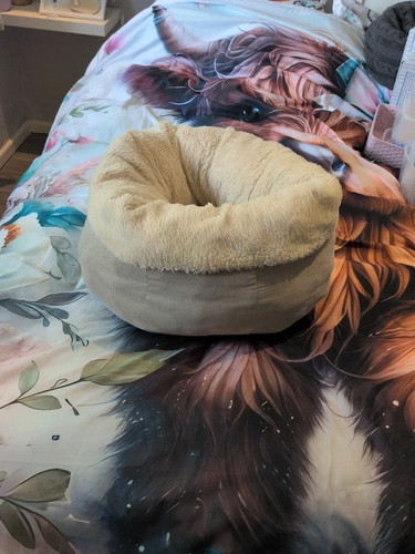 Small medium size dog - to,
