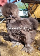 12 Fertile Silkie Chicken