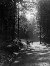 Forest tour with donkey