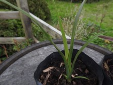 Phormium Tenax New Zealand