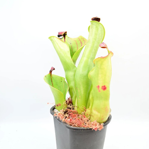 Heliamphora macdonaldae 01 - heliamphora,