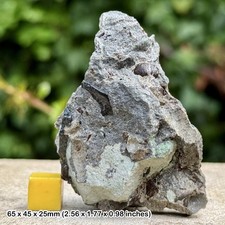 RARE Fossil Vertebra & Bone