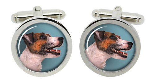 Jack russell terrier - jack,