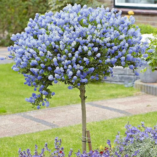 Ceanothus arboreus trewithen - ceanothus,