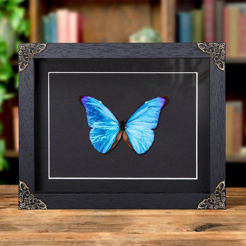 Rhetenor blue morpho butterfly - rhetenor,