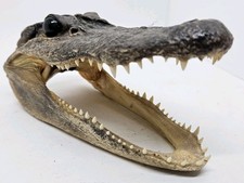 Vintage Taxidermy Alligator
