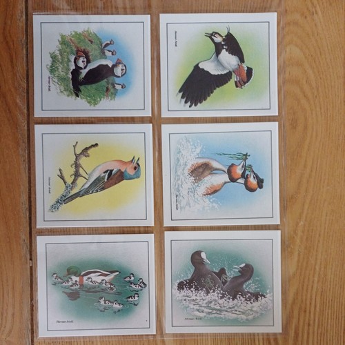 Cadbury birds in springtime - cadbury,