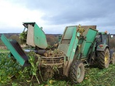 Photo 6x4 Fodder Beet